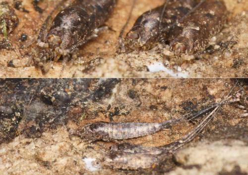 Lepismachilis sp.